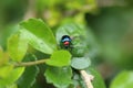 A Beetle perched on a plant leaf. Superfamily Scarabaeoidea, Fam Royalty Free Stock Photo