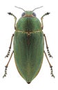 Beetle Perotis chlorana