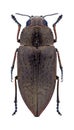 Beetle Perotis lugubris lugubris