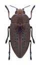 Beetle Perotis lugubris lugubris