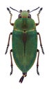 Beetle Perotis margotana