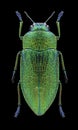 Beetle Perotis unicolor igniventris