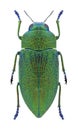 Beetle Perotis unicolor igniventris