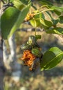 Beetle a pest Cetonia aurata that eats pear fruit in Greece