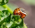 Beetle pest on green potato sprouts