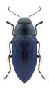Beetle Phaenops cyaneus Royalty Free Stock Photo