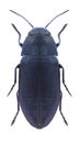 Beetle Phaenops formaneki lavagnei Royalty Free Stock Photo