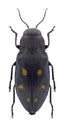 Beetle Phaenops guttulatus Royalty Free Stock Photo