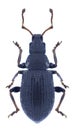 Beetle Phyllobius brevis Royalty Free Stock Photo