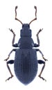 Beetle Phyllobius brevis