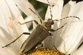 Beetle Phyllobius on camomile