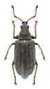 Beetle Phyllobius pyri