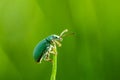 Beetle - Phyllobius virideaeris