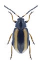 Beetle Phyllotreta nemorum