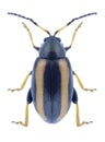 Beetle Phyllotreta nemorum