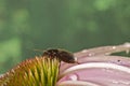 Beetle on a pink wildflower Royalty Free Stock Photo