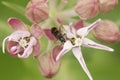 Beetle on a pink wildflower