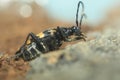 Beetle - plagionotus arcuatus Royalty Free Stock Photo