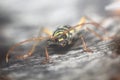Beetle plagionotus arcuatus Royalty Free Stock Photo
