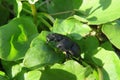 Beetle on a plant in the garden, closeup Royalty Free Stock Photo