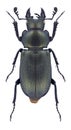 Beetle Platycerus spinifer