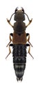 Beetle Platydracus chalcocephalus Royalty Free Stock Photo