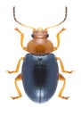 Beetle Podagrica fuscicornis