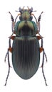Beetle Poecilus cupreus Royalty Free Stock Photo