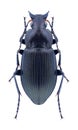 Beetle Poecilus cupreus Royalty Free Stock Photo
