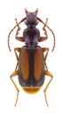 Beetle Polistichus connexus