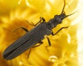 Beetle pollinates a dandelion flower on a summer day Royalty Free Stock Photo