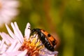 A beetle pollinates a flower in a field