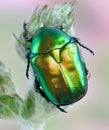 Beetle Protaetia affinis Royalty Free Stock Photo