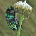 Beetle Protaetia affinis