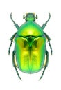 Beetle Protaetia affinis