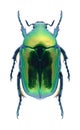 Beetle Protaetia affinis