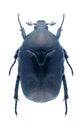Beetle Protaetia afflicta