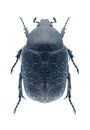 Beetle Protaetia asiatica