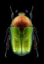 Beetle Protaetia cuprea ignicollis Royalty Free Stock Photo