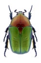 Beetle Protaetia cuprea ignicollis