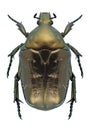 Beetle Protaetia marmorata