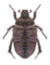 Beetle Protaetia metallica underside
