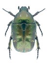Beetle Protaetia metallica