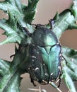 Beetle Protaetia (Netocia) subpilosa dorchini