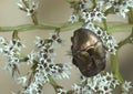 Beetle Protaetia (Potosia) cuprina Royalty Free Stock Photo
