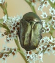 Beetle Protaetia (Potosia) cuprina