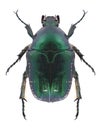 Beetle Protaetia subpilosa