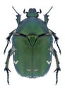 Beetle Protaetia ungarica