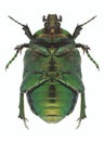 Beetle Protaetia ungarica underside