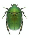Beetle Protaetia ungarica